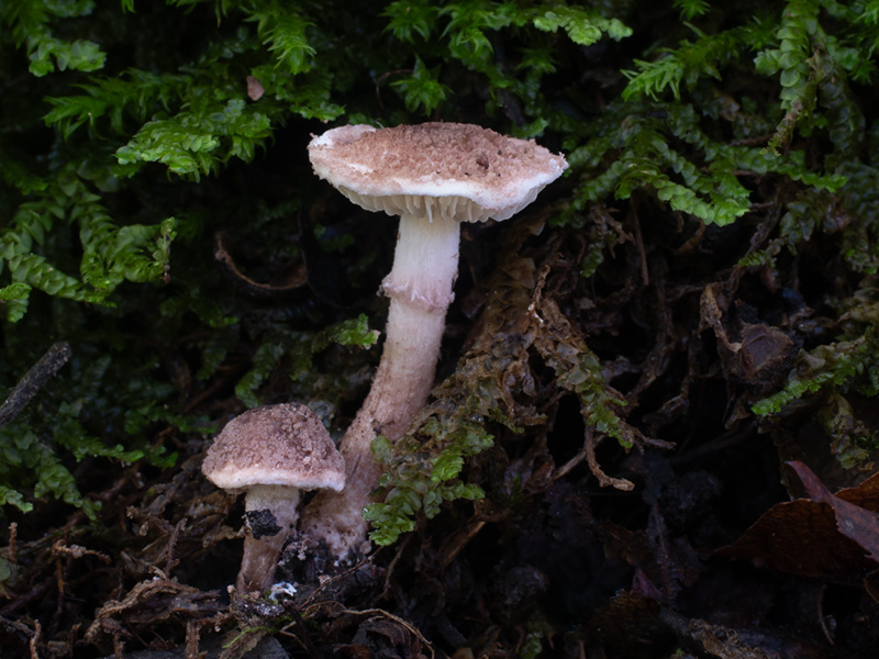 Cystolepiota moelleri Cystolepiota moelleri
